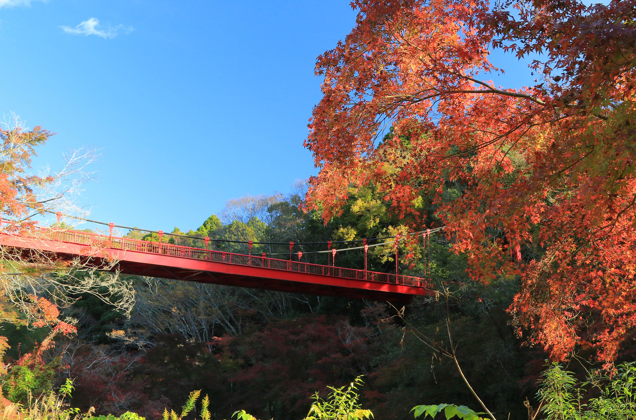泉自然公園紅葉