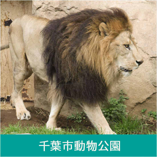 千葉市動物公園