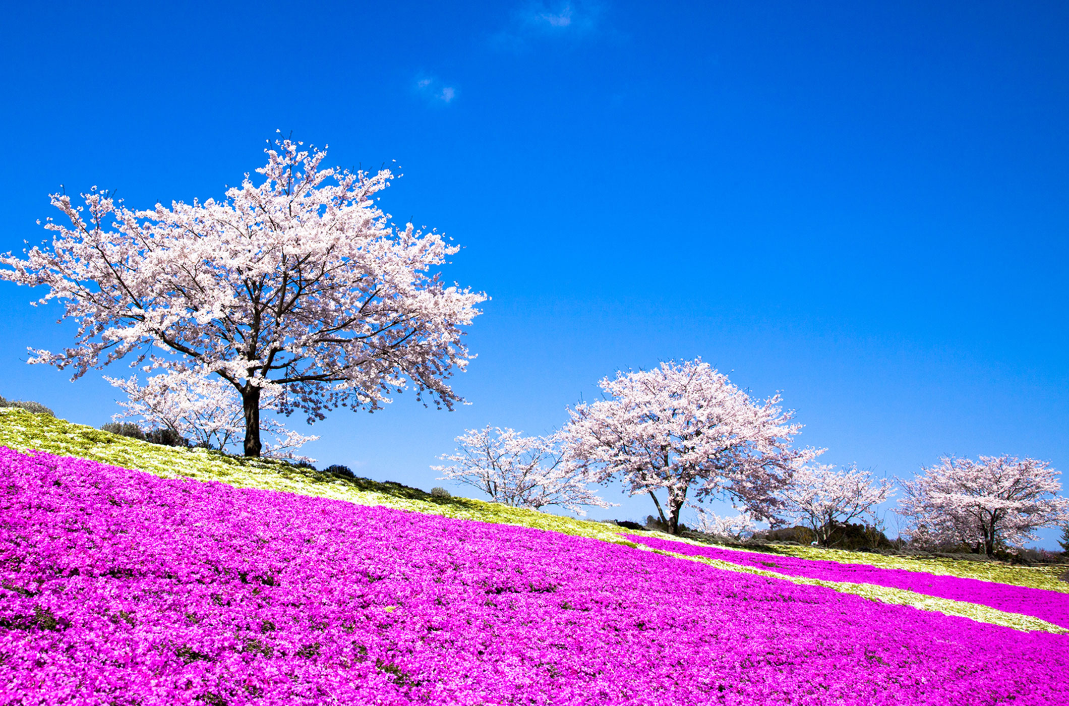 ドイツ村桜