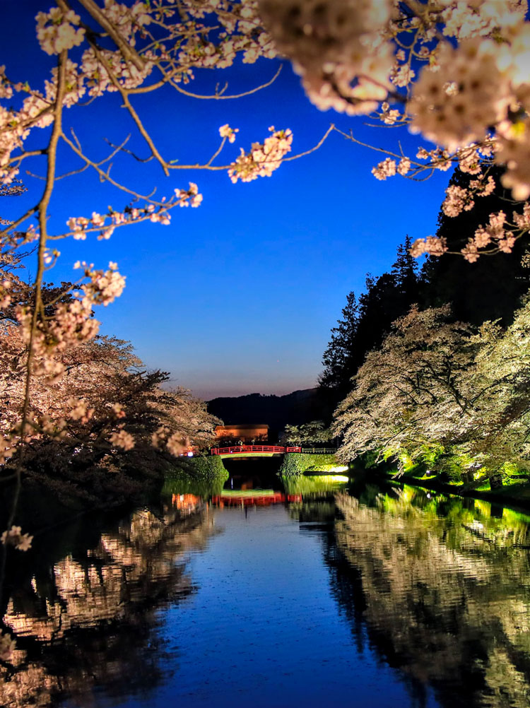 上杉神社桜